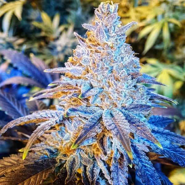 Mandarin Cookies graines > Philosopher Seeds | Graines Féminisées  |  Hybride